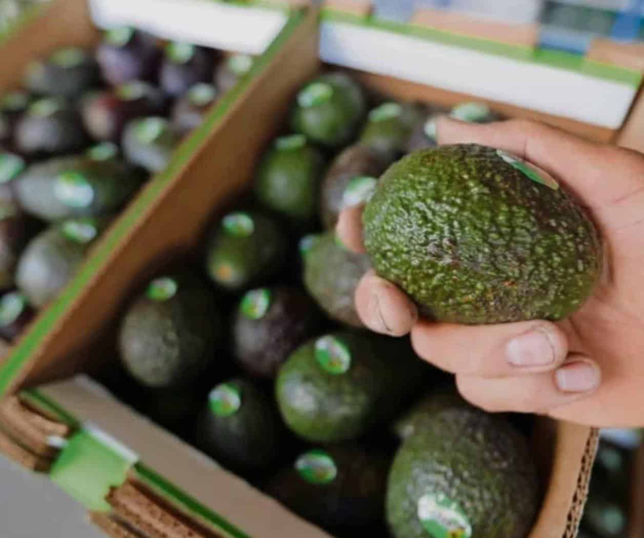 Suspensión de exportaciones de aguacate a EU genera afectación