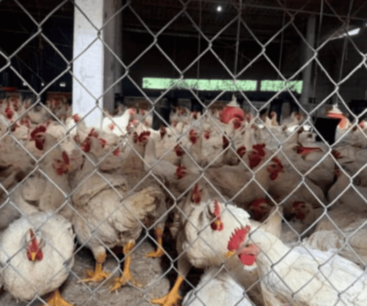 Secretaría de Economía analiza cerrar importación libre de pollo