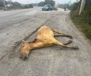 Arrollan a caballo y muere