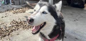 Parejas jóvenes optan por mascotas en lugar de hijos en Matamoros