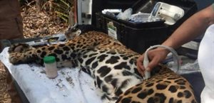 Liberación de jaguar en Tamaulipas tras estudios veterinarios