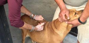 Continúan brigadas de vacunación canina