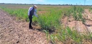 Ya reportan incipiente  deshidratación en sorgo