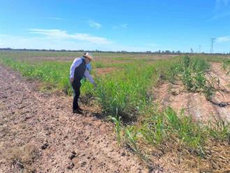 Ya reportan incipiente  deshidratación en sorgo