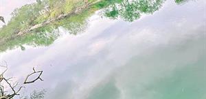 Aguas del Anzaldúas se tornan verdosas