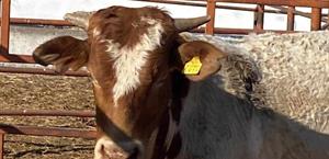 Anuncian subastas de  ganado para este mes