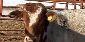 Anuncian subastas de  ganado para este mes