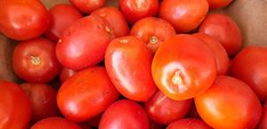 Sequía e inseguridad impactan costo de verduras