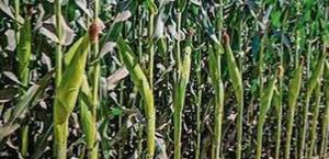 Productores en alerta por chicharrita del maíz