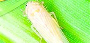 En alerta productores ante la presencia de chicharrita