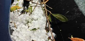 Golpea granizo gigante a Roma