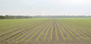 Merodean lluvias la región; no llegan a Valle Hermoso