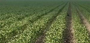 Sequía golpea al sorgo