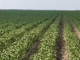 Sequía golpea al sorgo