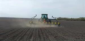 Falta de lluvias afecta sembradíos de sorgo