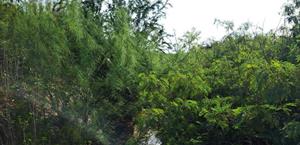 Se convierte en selva dren auxiliar Reynosa