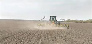 Sembradíos de sorgo ya presentan daños parciales