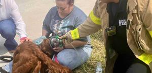Salvan a mascotas de una en casa en llamas