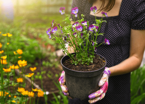 Las mejores flores para sembrar en primavera