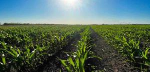 Muestra sorgo crecimiento positivo en Valle Hermoso