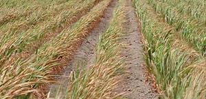 San Fernando pide apoyo estatal ante grave crisis hídrica