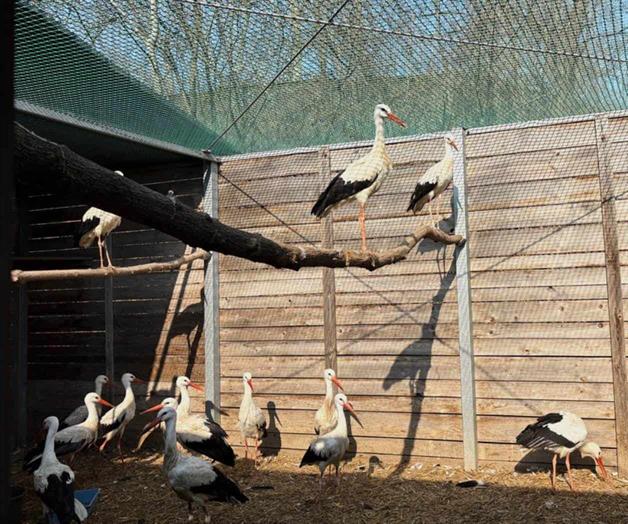 Zoológico de Varsovia abre hospital para aves heridas