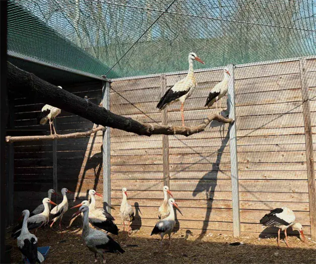 Zoológico de Varsovia abre hospital para aves heridas