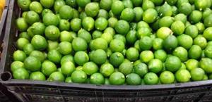 Se mantiene caro precio del limón; vale casi $60