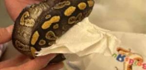 Interceptan y aseguran  cargas de pitones vivos