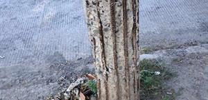 Piden a CFE cambie postes deteriorados