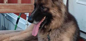 Invierte DSHS 13 mdd en la esterilización de mascotas