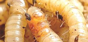 Acecha barrenador a  humanos y mascotas