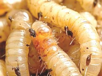 Acecha barrenador a  humanos y mascotas