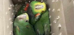 Interceptan tres loros vivos en el puente de Brownsville