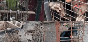 Operativo de Profepa rescata vida silvestre en siete estados