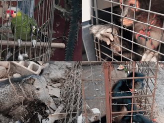 Operativo de Profepa rescata vida silvestre en siete estados