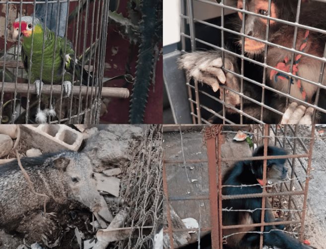 Operativo de Profepa rescata vida silvestre en siete estados