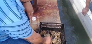 Impulsan cultivo de  ostión en Tamaulipas