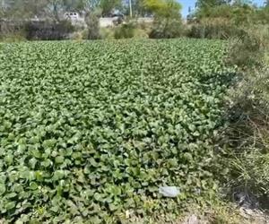 Lirio comienza a invadir canales y drenes de Reynosa