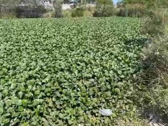 Lirio comienza a invadir canales y drenes de Reynosa