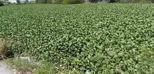 Vuelve el lirio acuático a invadir las calicheras