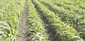 Productores de Valle  Hermoso convocan a  misa para pedir lluvias