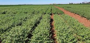 Garbanzo: nueva opción  de cultivo en Tamaulipas