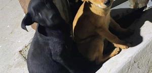 Demandan aplicar ley a abusadores de mascotas