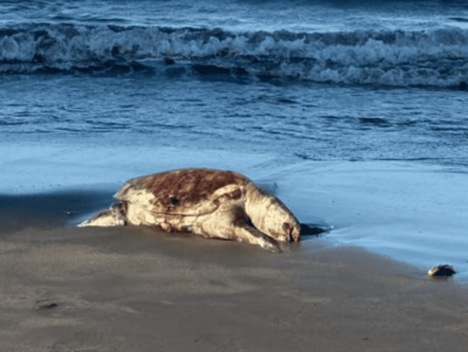 Piden a Sheinbaum transparentar daño y remediar derrame de crudo
