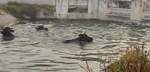 Evitan pérdida de ganado tras rescate en canal