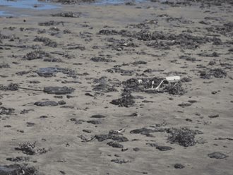 Pemex anuncia apoyo de 35 mdp a pescadores por derrame petrolero