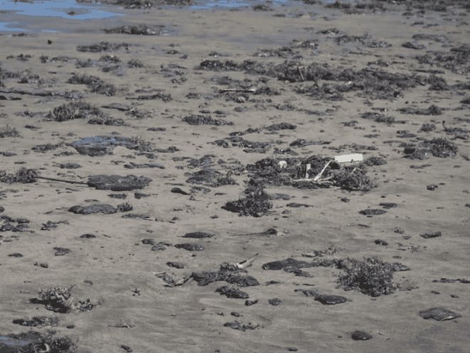 Pemex anuncia apoyo de 35 mdp a pescadores por derrame petrolero