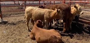 Subastarán ganado a finales de abril