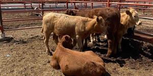 Subastarán ganado a finales de abril